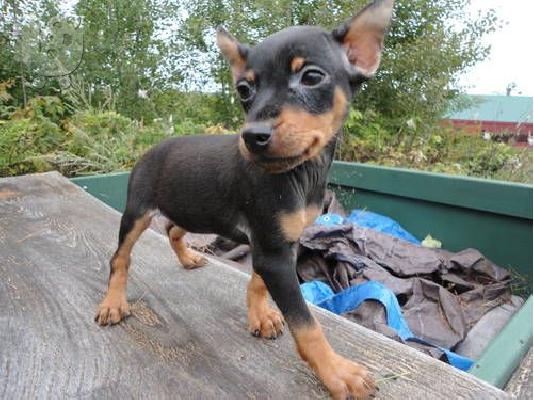PoulaTo: Pinscher toy
